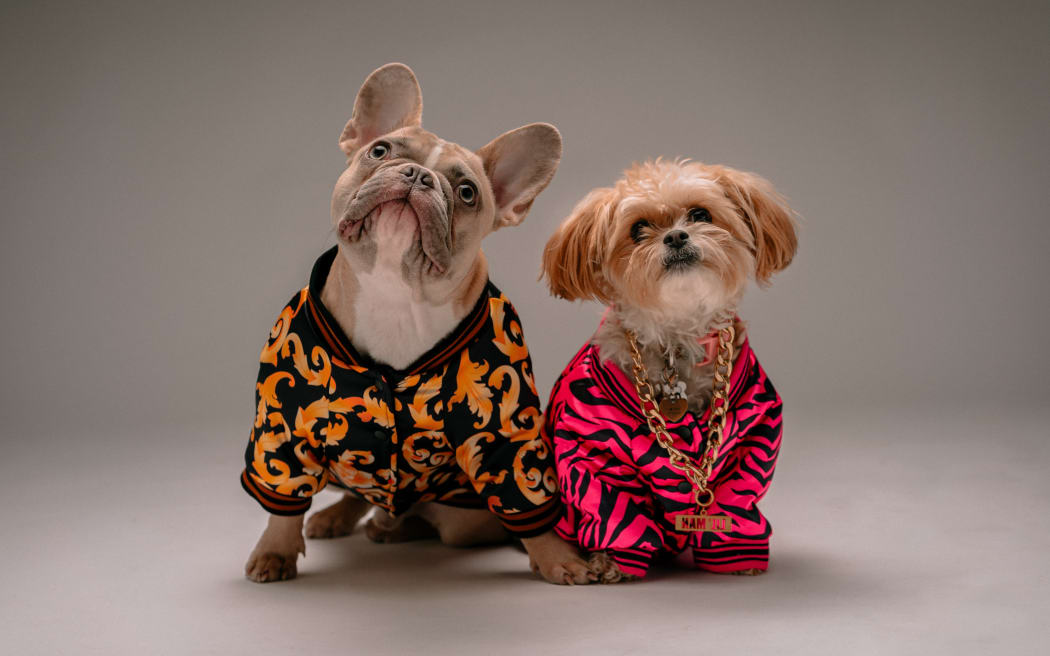 Pampered dogs in high fashion