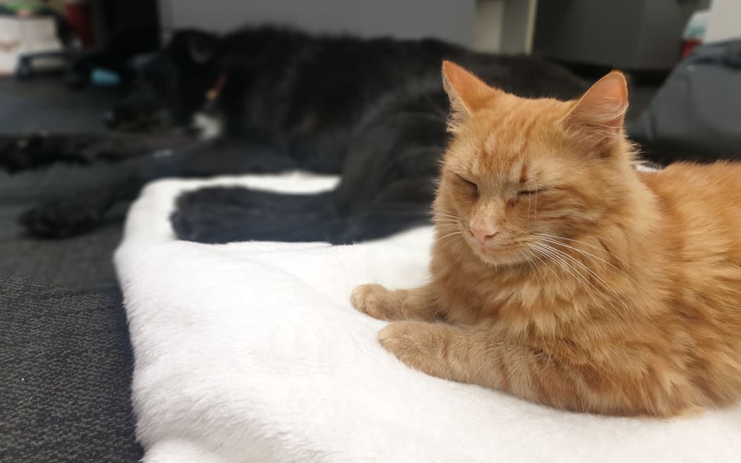 Colin Feral the cat rules Wellington dog shelter | RNZ