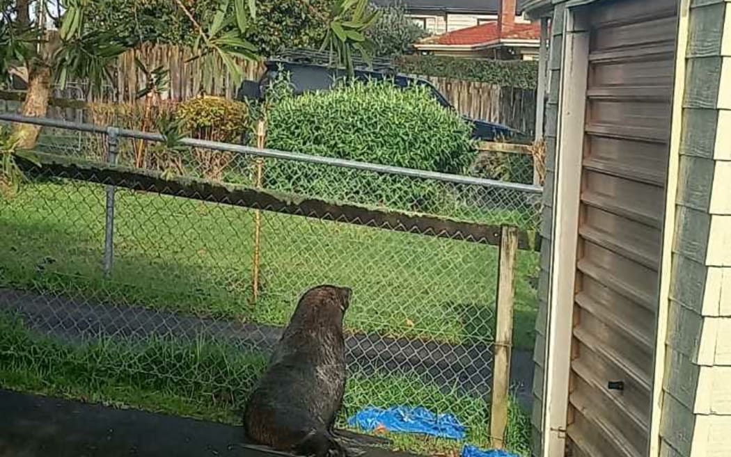 6 月 30 日，一只海豹穿过 Papakura 街道，直到警察和 DoC 护林员在 Coles Crescent 抓住了它。