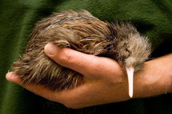 Capital Kiwi: the community-led project bringing wild kiwi back to Wellington | RNZ