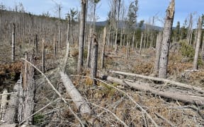 A Taupō forest damaged in Cyclone Gabrielle is being cleared.