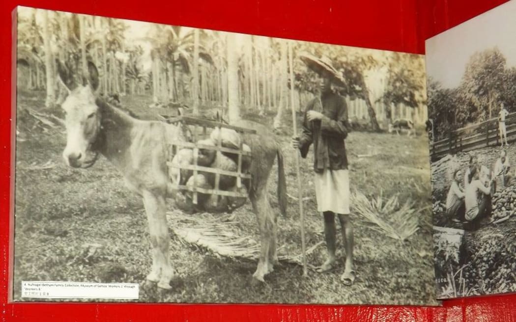 History of first Chinese in Samoa on show | RNZ News