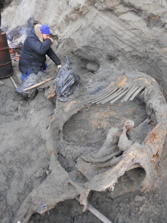 Sergey Gorbunov, a volunteer for the excavation team, is excavating the mammoth remains at Sopochnaya Karga locality