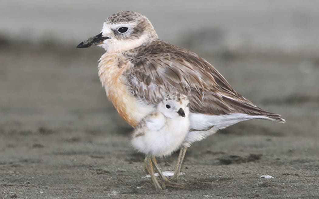 新西兰 Zeakand dotterel 父母和小鸡