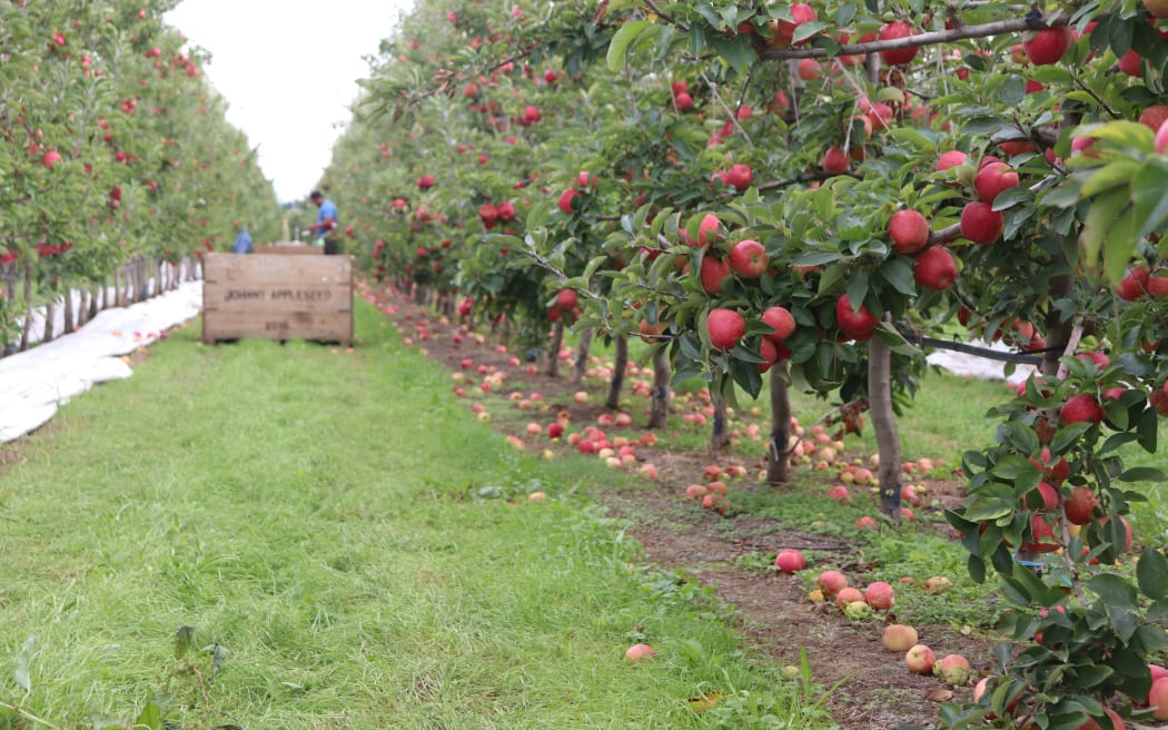 Hawke's Bay apple pickers 'It's a walk in the park' RNZ News