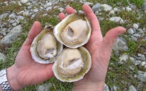 Flat oysters
