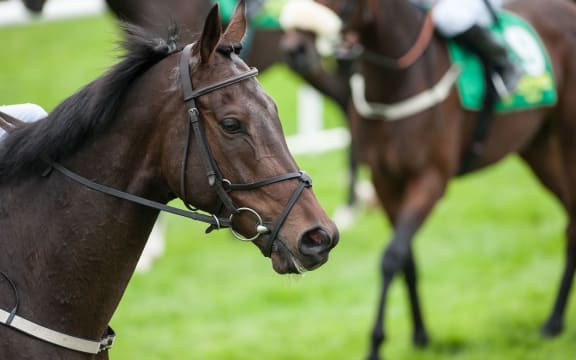 Thirty thoroughbred race horses were due to be flown to Hong Kong in July last year.