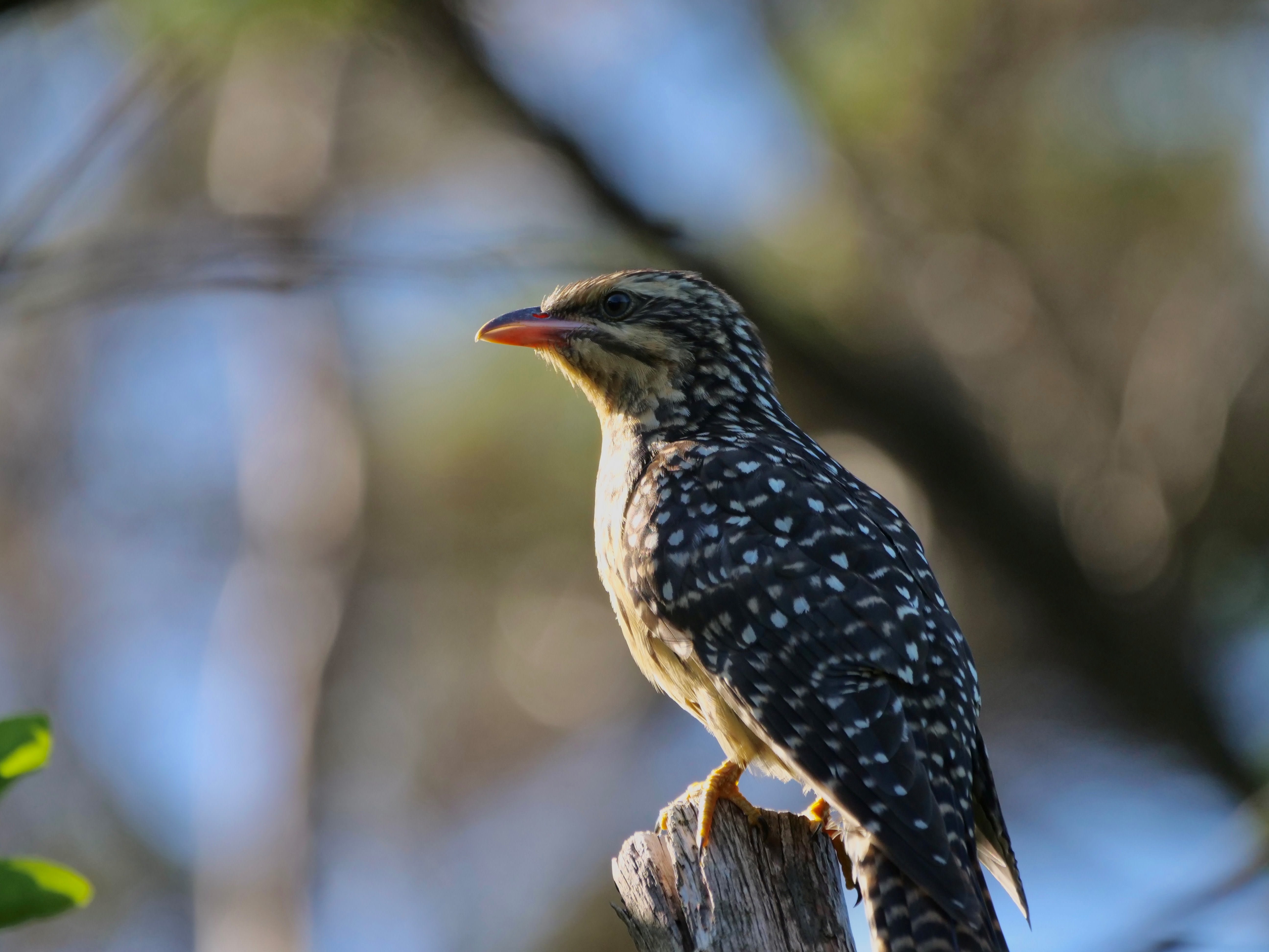 COTW the koekoeā or longtailed cuckoo A Gallery from Afternoons