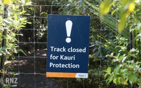 DOC accused of being too timid over kauri dieback