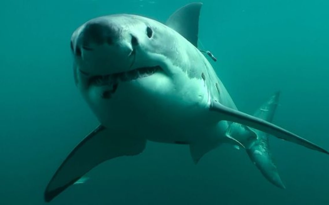 10 best shark songs for your beach playlist