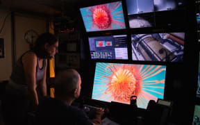 Dr Nerida Wilson in the Falkor control room discovering a rare deep see hydroid at 2497 metres.
