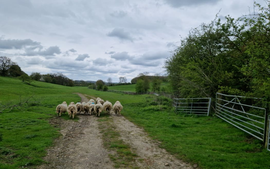 Rob Hodgkins farms sheep in Hertfordshire, just north of London, and was keen to see the New Zealand-designed methane testing technology adopted