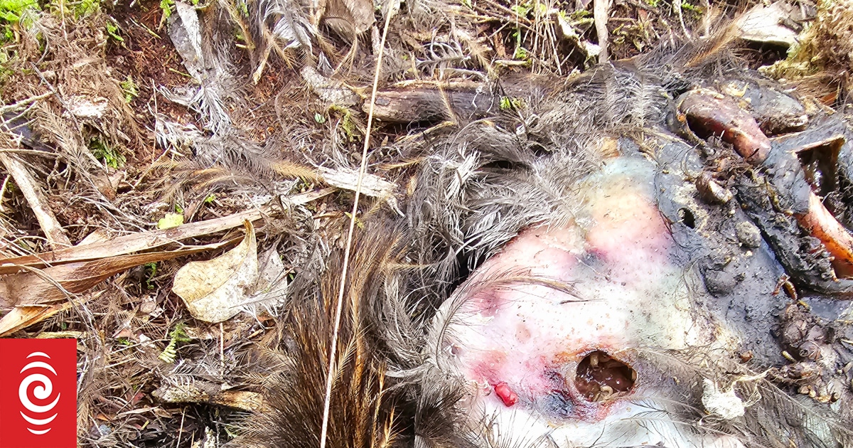 Dogs running unleashed for exercise potentially behind kiwi deaths - Vimarsana News