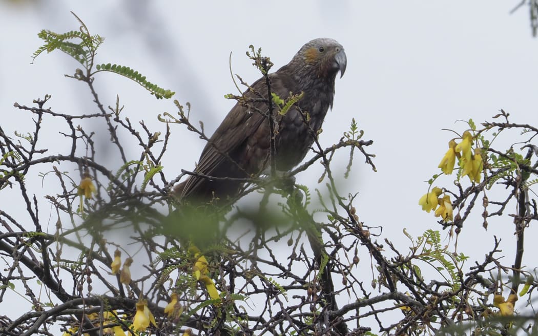 Kākā bewilders experts as it swoops back in New Plymouth RNZ News