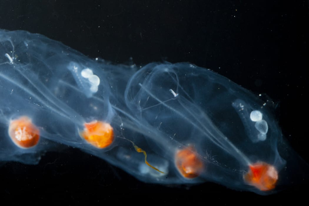 In the third stage of the salp life cycle the blastozooids mature and mate. There are several fertilized female blastozooids in this photo, each of which contains a growing embryo. The whitish sacs correspond to the placenta, which feed the embryo.