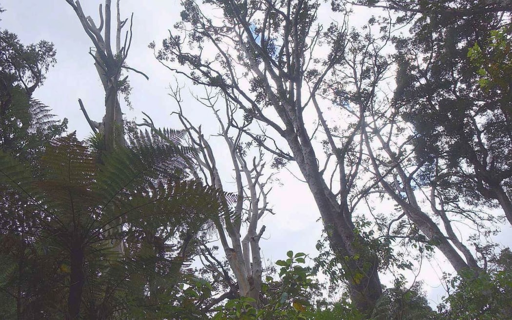 There are worries that visitors flout the rules in Waipoua forest, putting iconic trees like Tane Mahuta at risk of the fatal disease