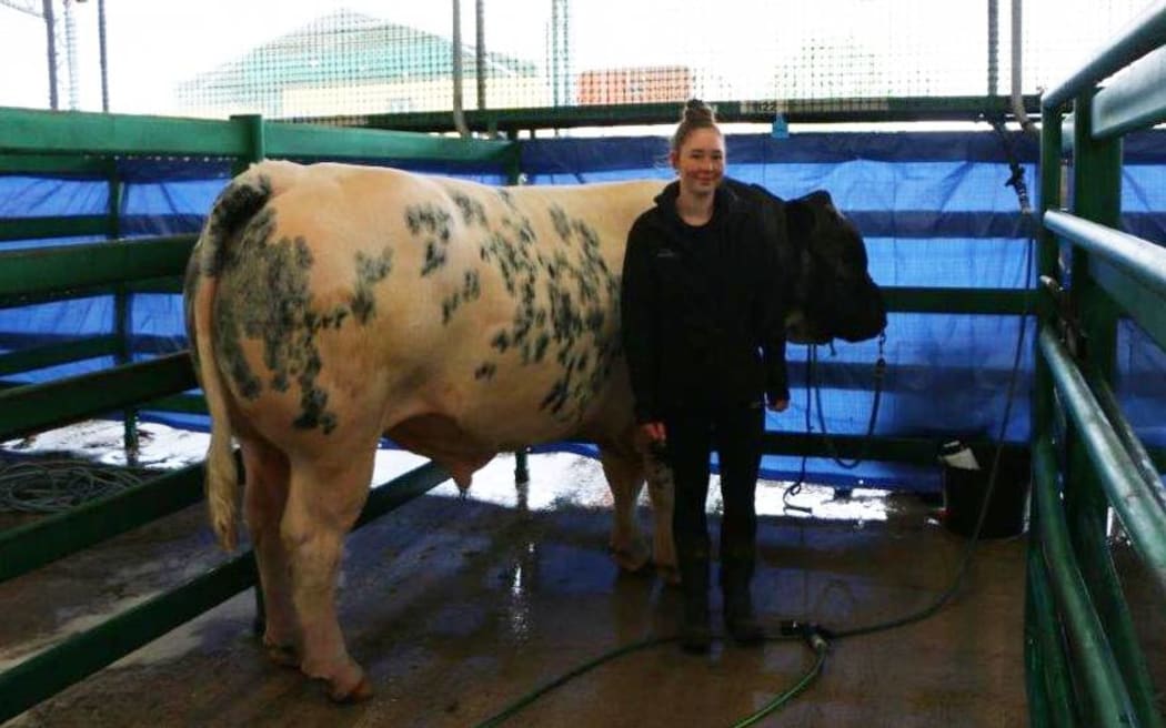 Shaye Roskam, 16, bought her belgian blue, Axle Rose, all the way down from Te Aroha in Waikato.