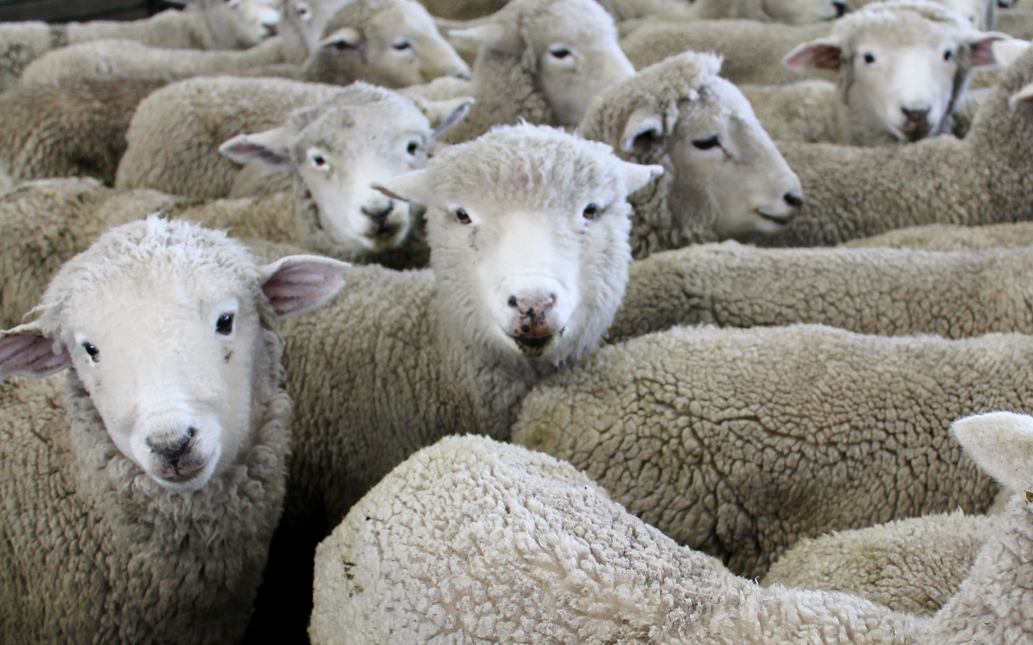 sheep population australia vs new zealand