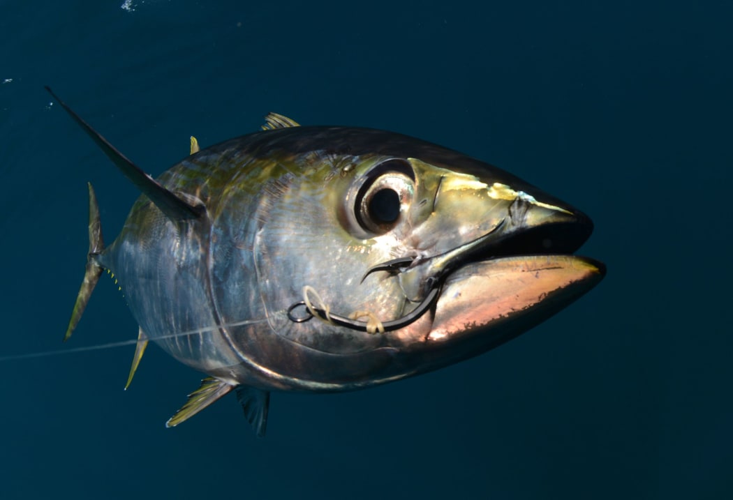 20445954 - a yellowfin tuna fish with a hook in its mouth from fishing