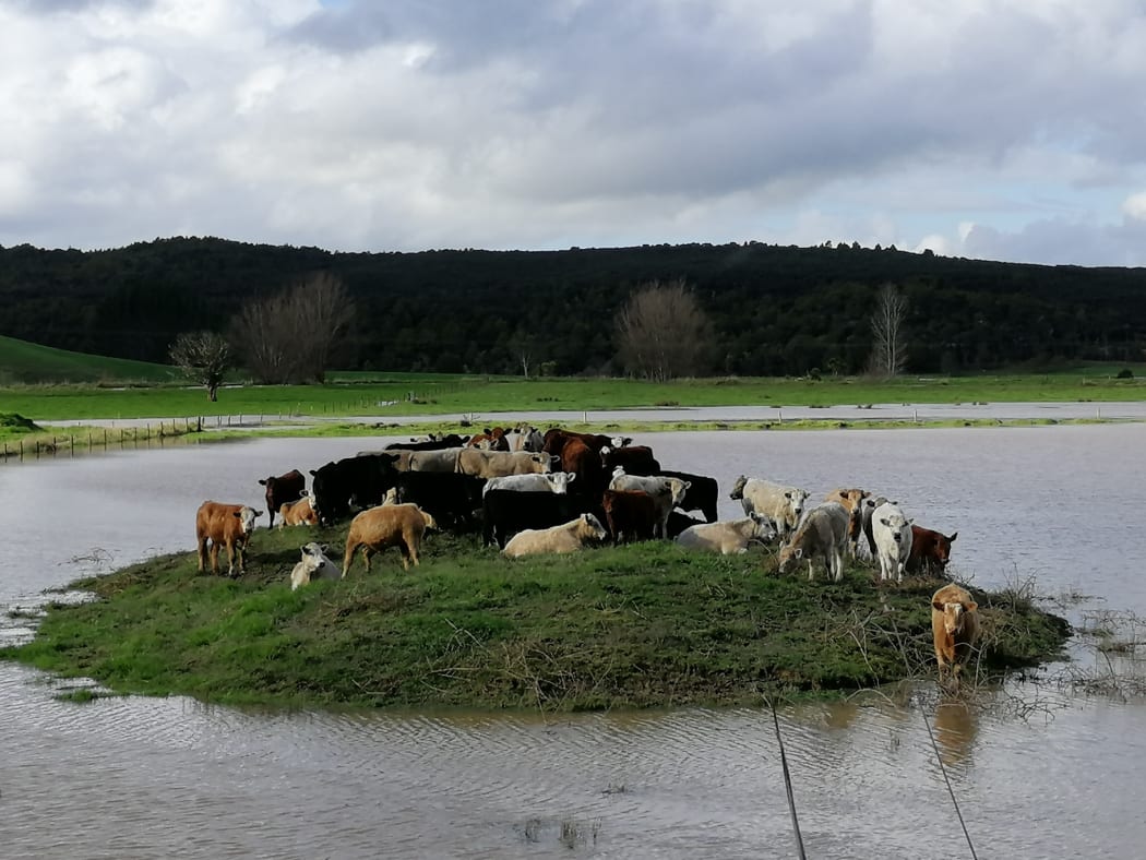 Cows escaping flood waters on Waihue Road in Dargaville.