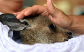 A rescued kangaroo with a volunteer of wildlife rescue group WIRES, who are working to save and rehabilitate animals from the months-long bushfire disaster, on the outskirts of Sydney. (Picture taken on January 9, 2020)