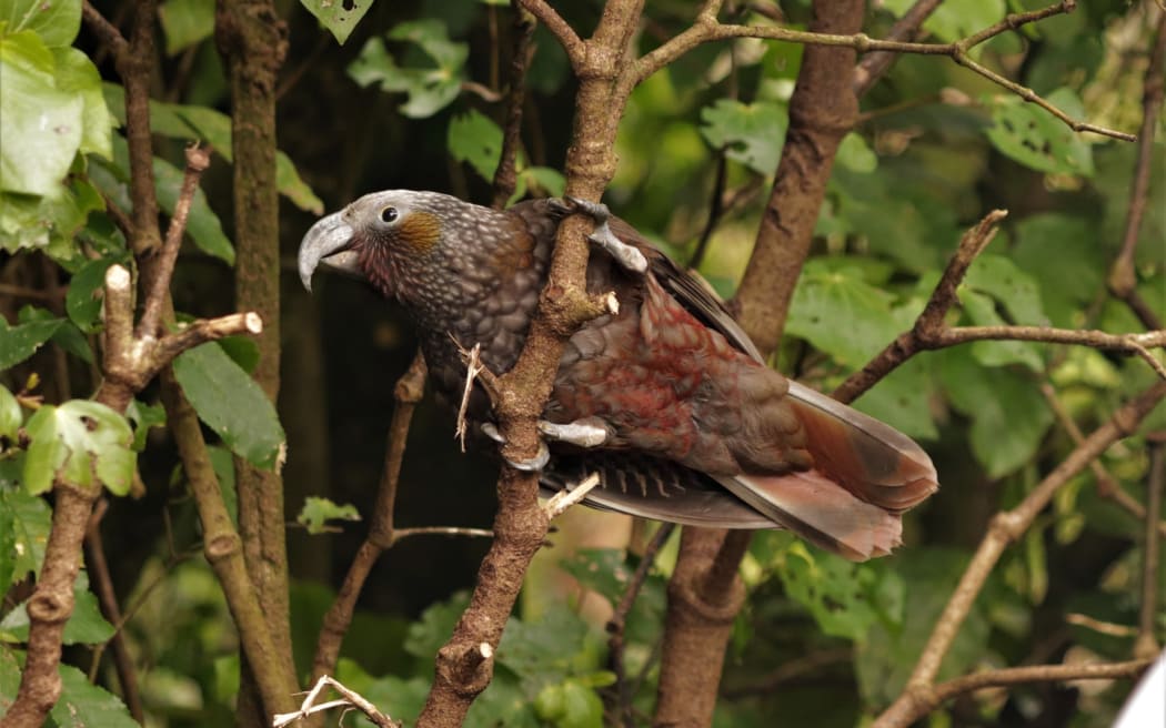 Future of capital's native birds rosier thanks to Zealandia sanctuary