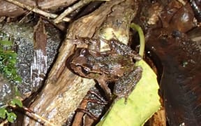 Small native frog on the forest floor
