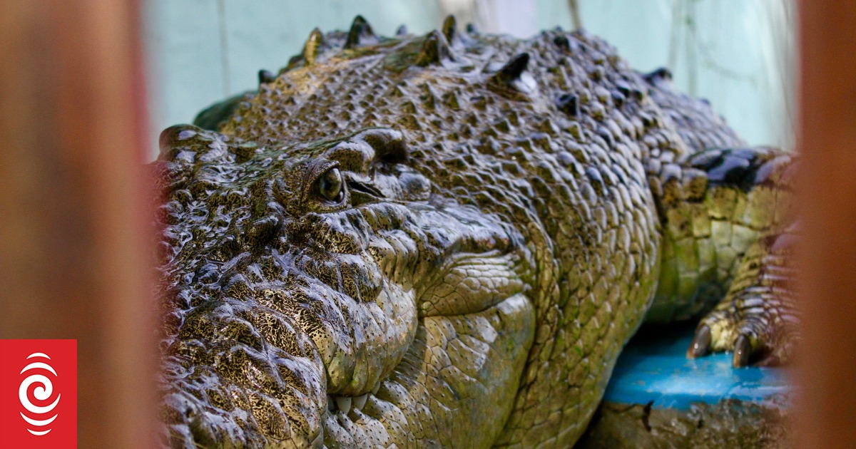 Crocodiles: The deadly totems of Timor-Leste | RNZ News