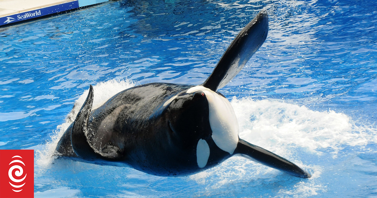 Orca who killed SeaWorld trainer dies RNZ News