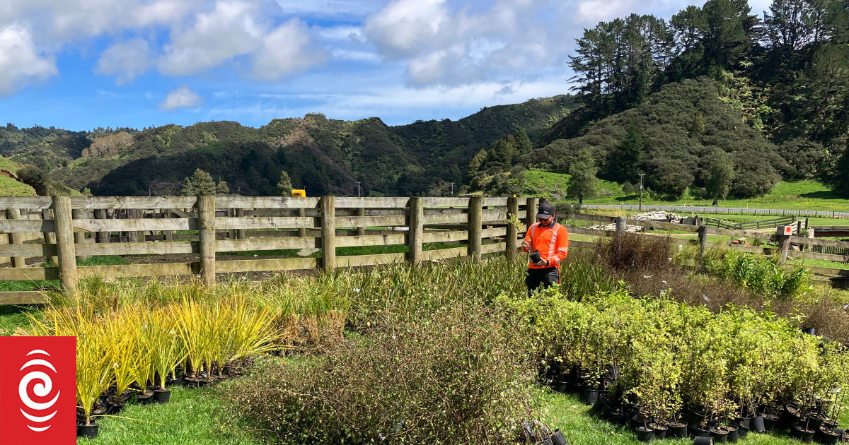 Native plantings to sow new future on Mt Messenger bypass - Vimarsana News