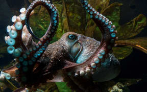 Inky the common octopus