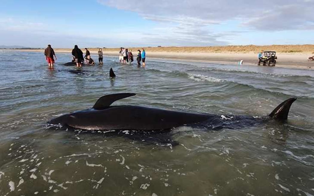 Australia whales: 90 dead in mass stranding off Tasmania - BBC News