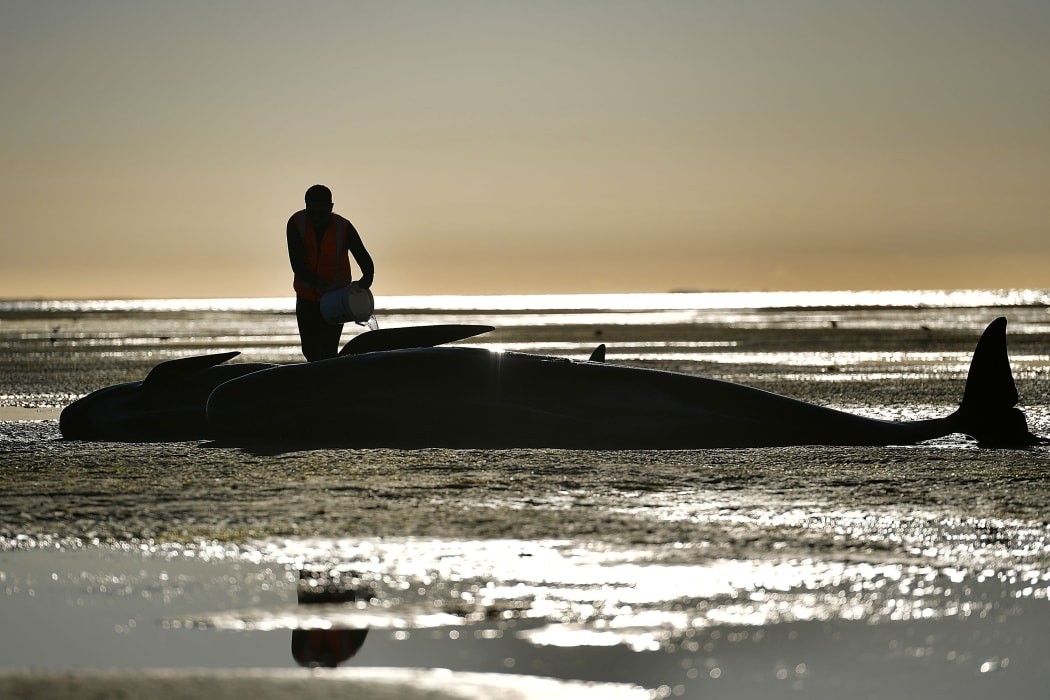 Golden Bay whale stranding February 2017