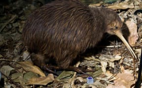 The North Island brown kiwi is one of five species of kiwi, and the first to have its genome sequenced
