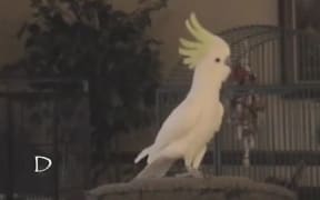 Snowball is a sulphur-crested cockatoo that loves dancing to music.