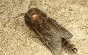 Common bag moth
