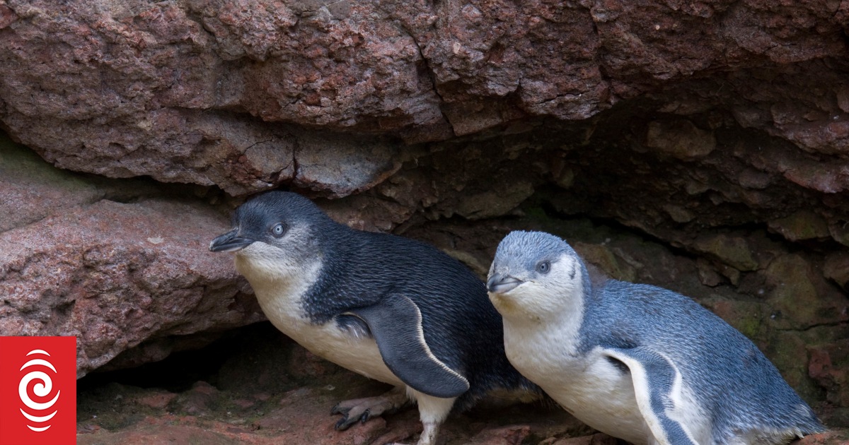 Canterbury farmers help protect endangered kororā in penguin colony - Vimarsana News