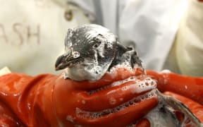 A penguin is cleaned up after it was coated in oil following the stranding of the Rena.