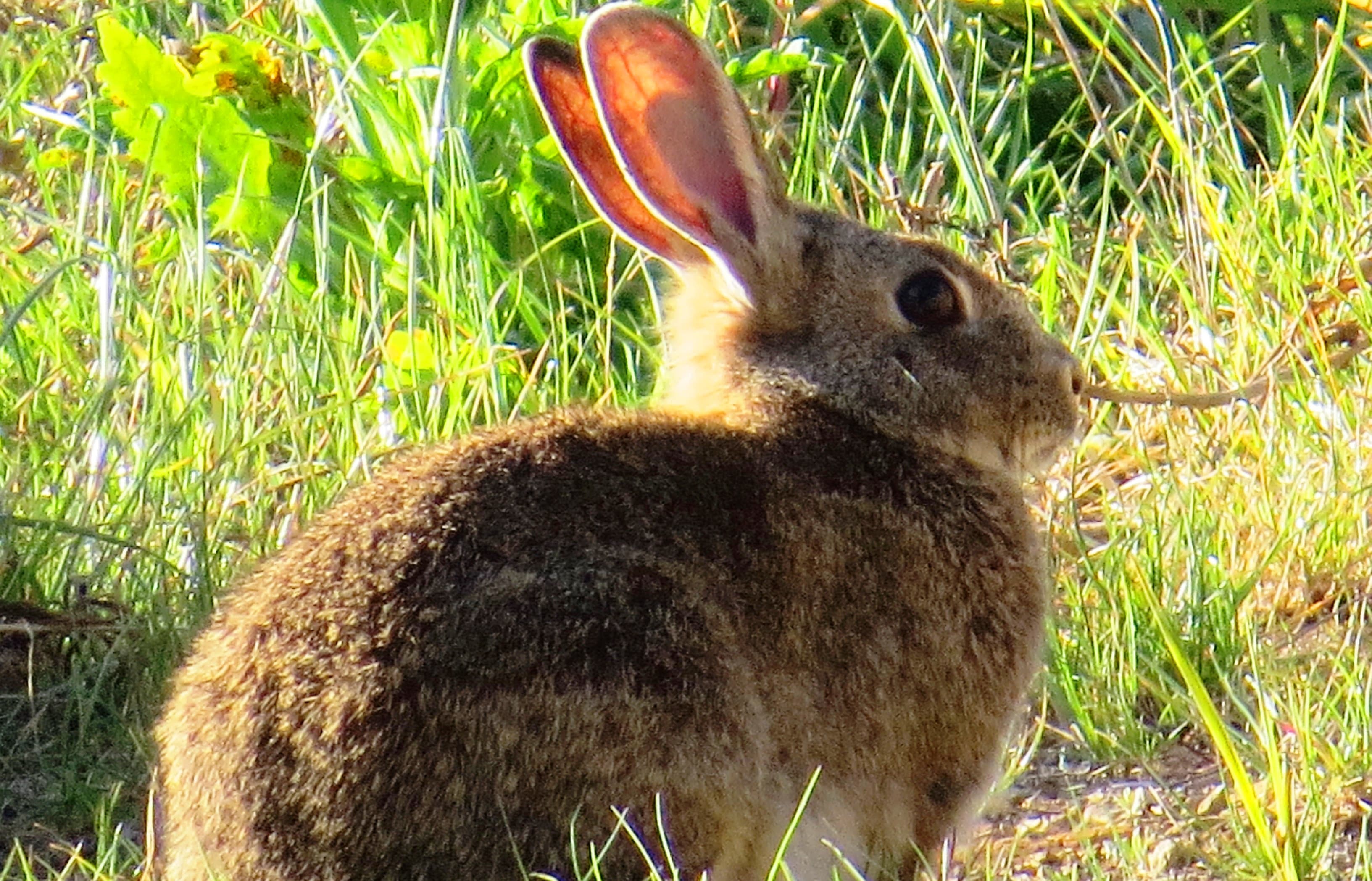 A file photo shows a rabbit in the grass in an unspecified part of New Zealand