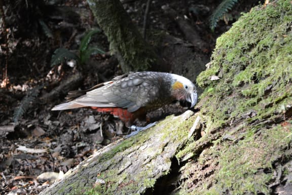 Four chicks recently fledged for the first time at Abel Tasman National Park.