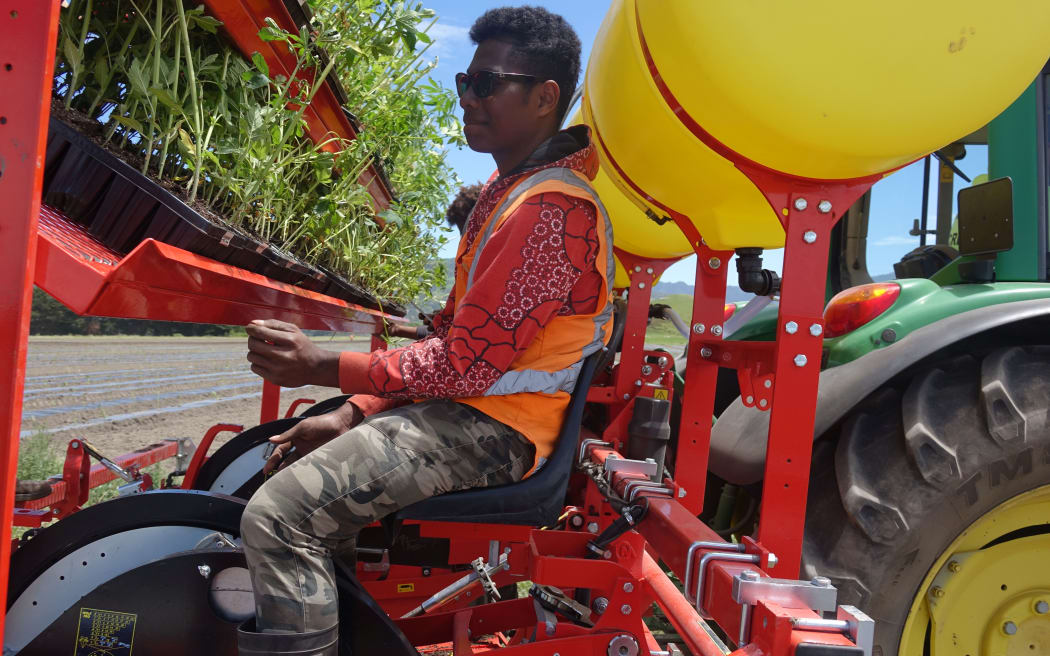 A worker feeds out the seedlings from the back of the tractor in Kēkerengū - just north of Kaikōura