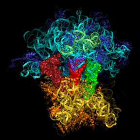 Venki Ramakrishnan's research image of a ribosome