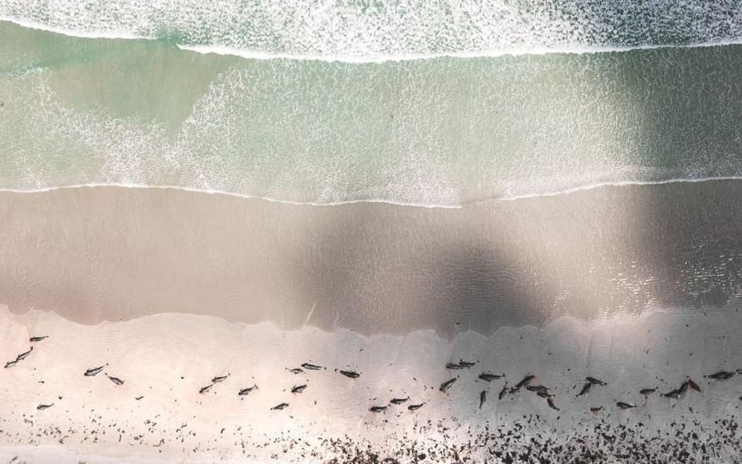 An aerial drone photo of the whales stranded on the Chatham Islands.