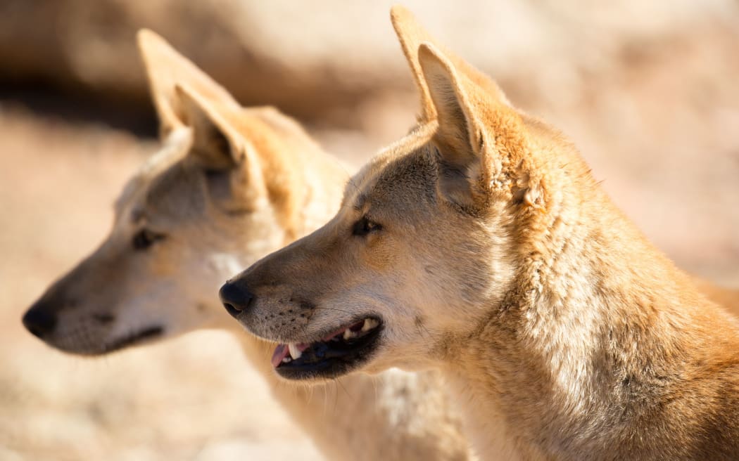 Wild dingoes near Alice Springs, Northern Territory, Australia