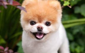 Boo had 16 million followers on Facebook, made TV appearances, and even released a book called Boo - the life of the world's cutest dog.