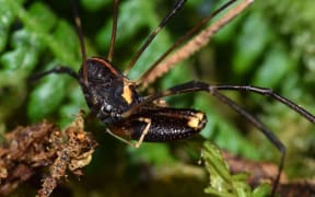 Male Harvestmen spider with long chelicerae