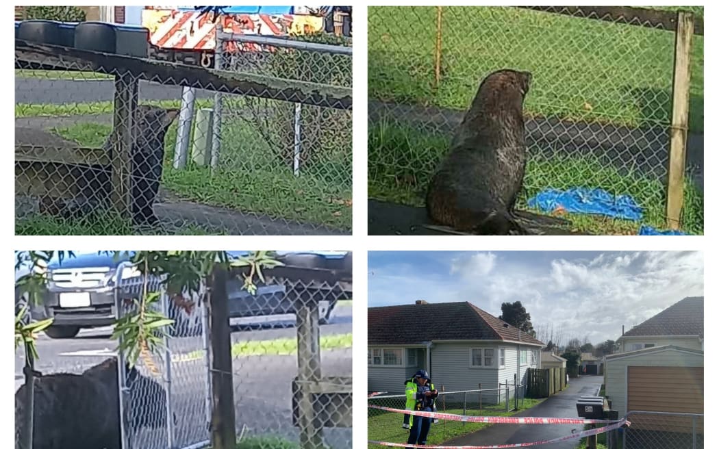 6 月 30 日，一只海豹穿过 Papakura 街道，直到警察和 DoC 护林员在 Coles Crescent 抓住了它。