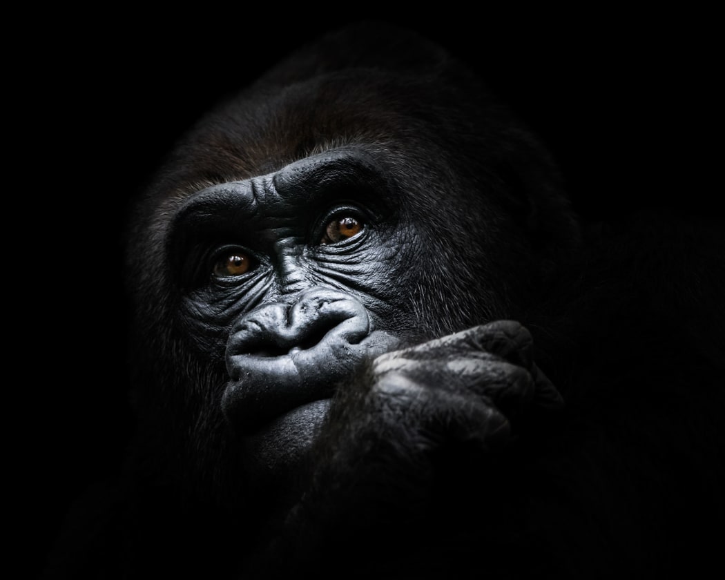 Frontal Portrait of a Western Lowland Gorilla Deep in Thought