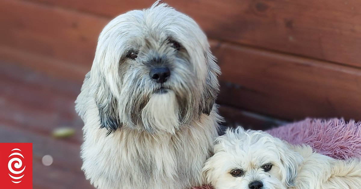 Napier woman fights compliance notice over barking dogs - Vimarsana News