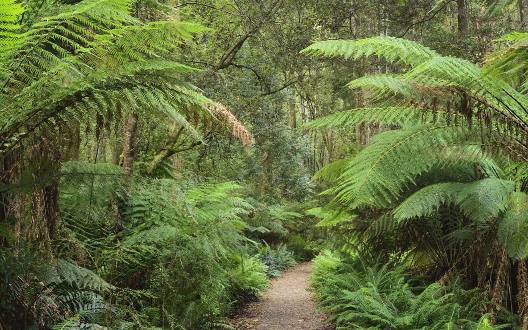 Footpath through Temperate Rainforest, Strahan, Tasmania, Australia.
